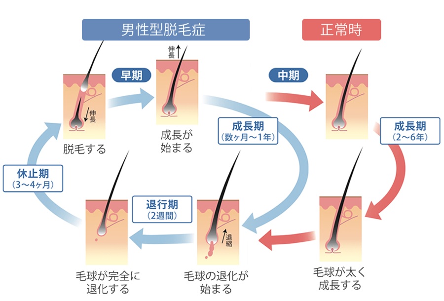 ヘアサイクルの画像